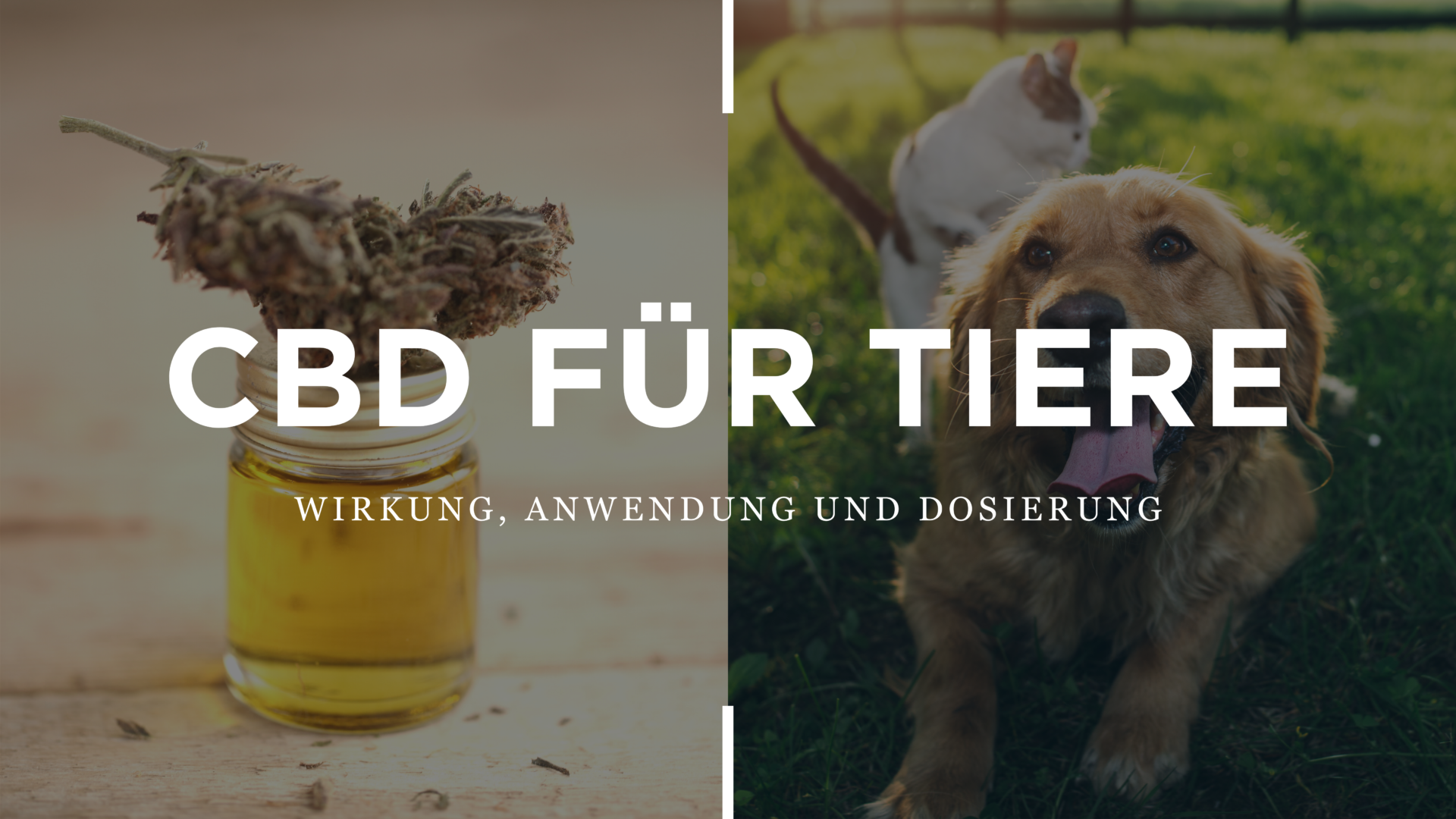 CBD Für Tiere: Wirkung, Anwendung Und Dosierung