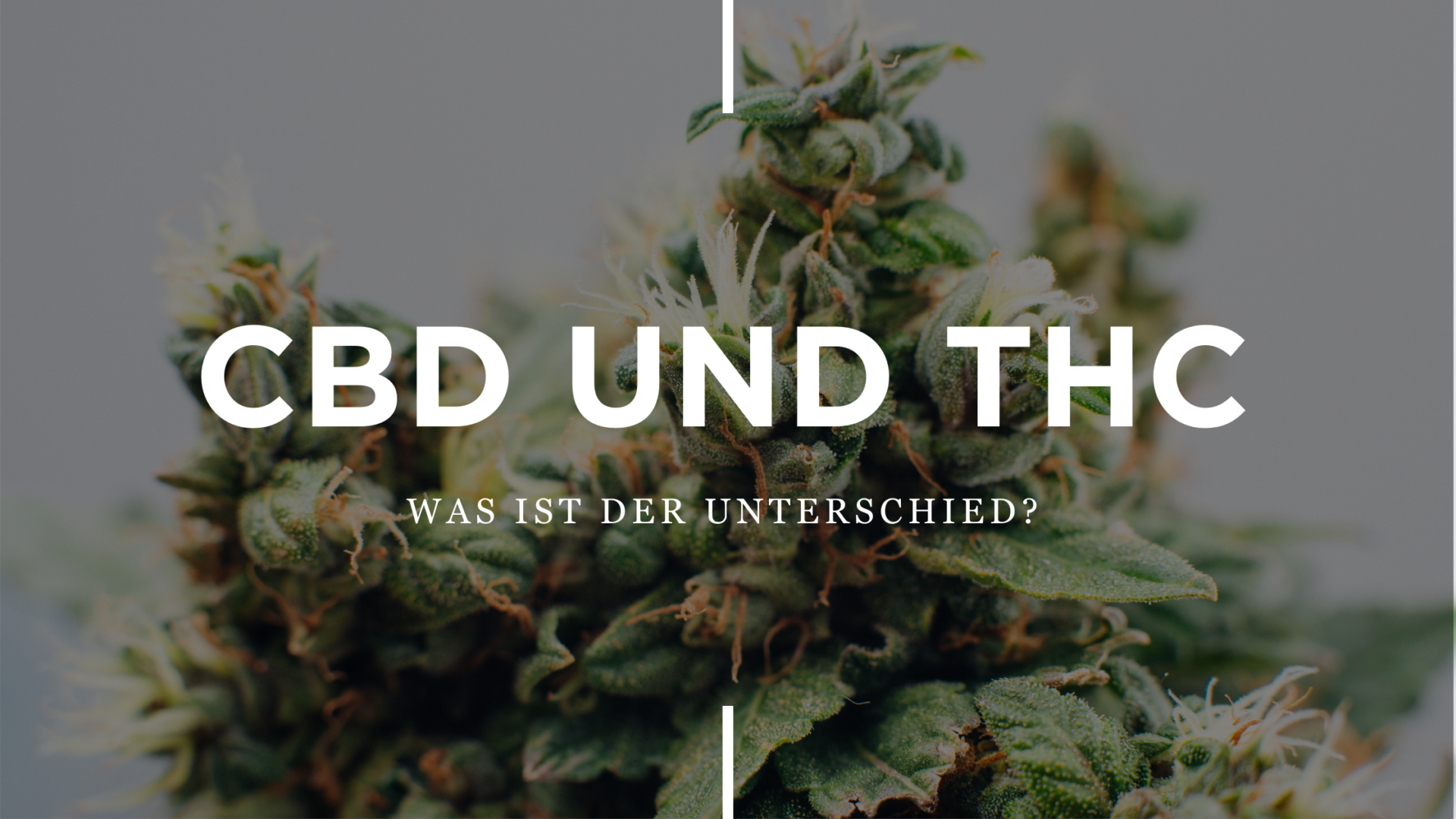 THC Und CBD – Was Ist Der Unterschied?