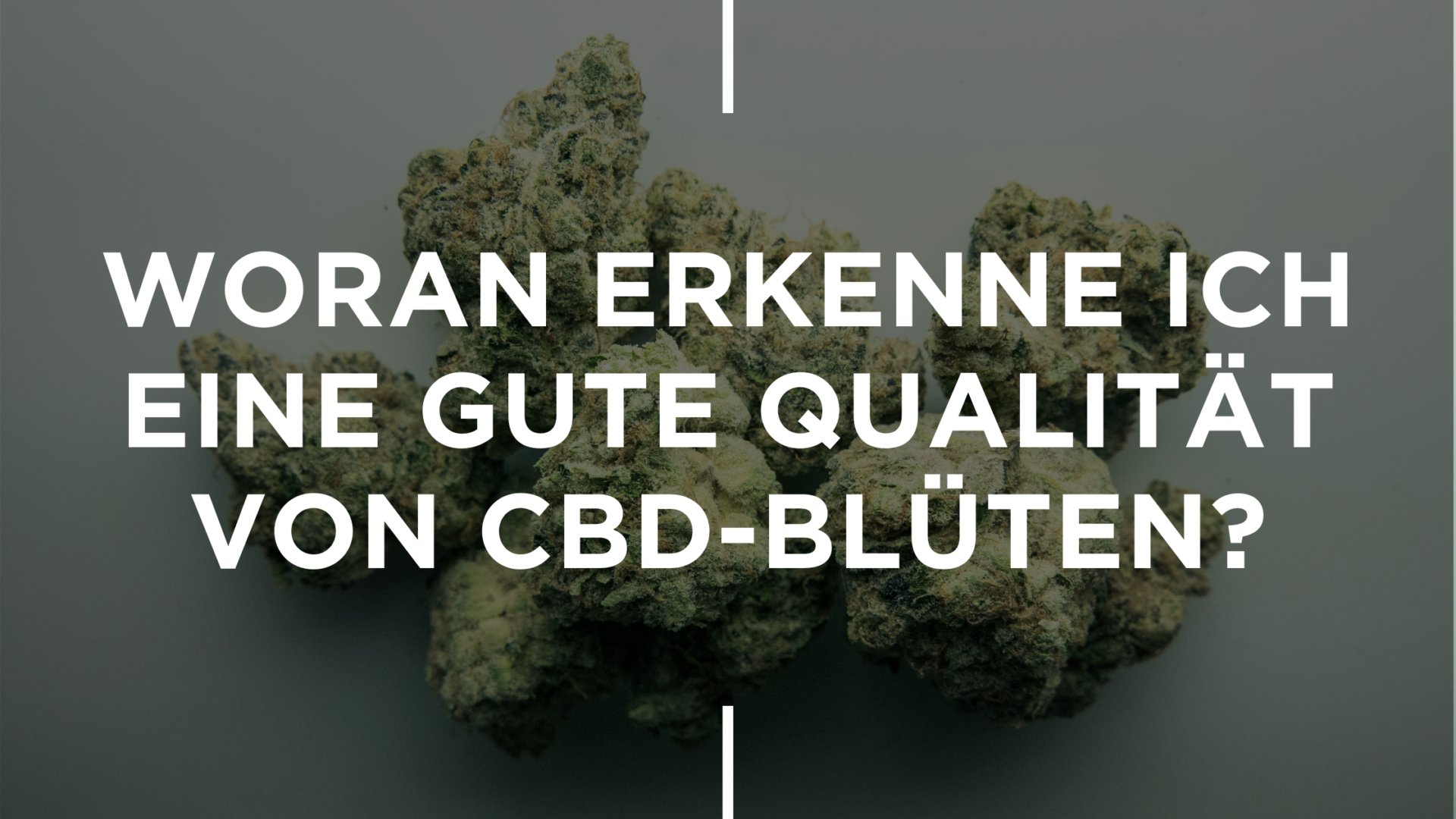 Woran Erkenne Ich Eine Gute Qualität Von CBD Blüten?