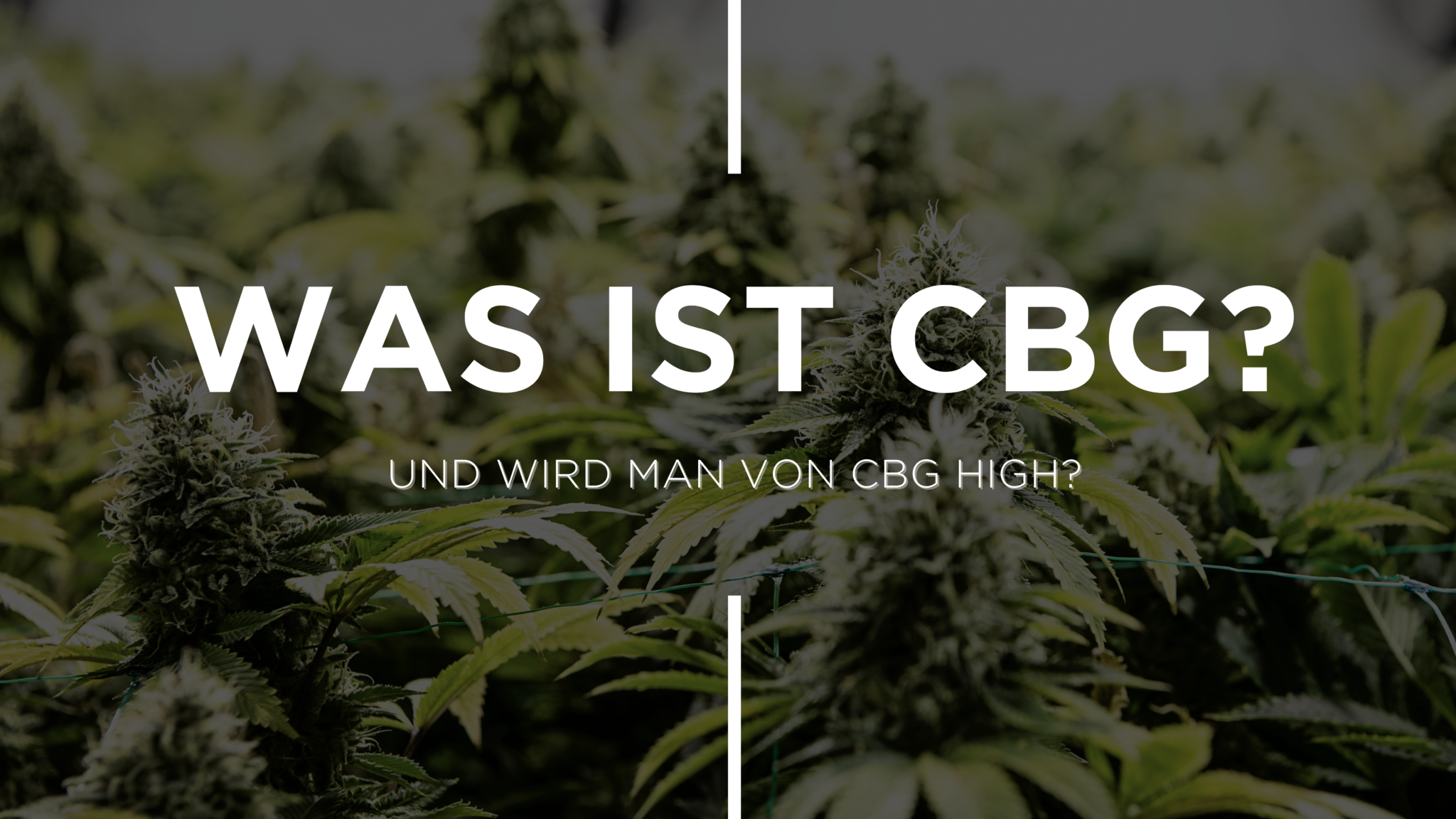 Was Ist CBG?