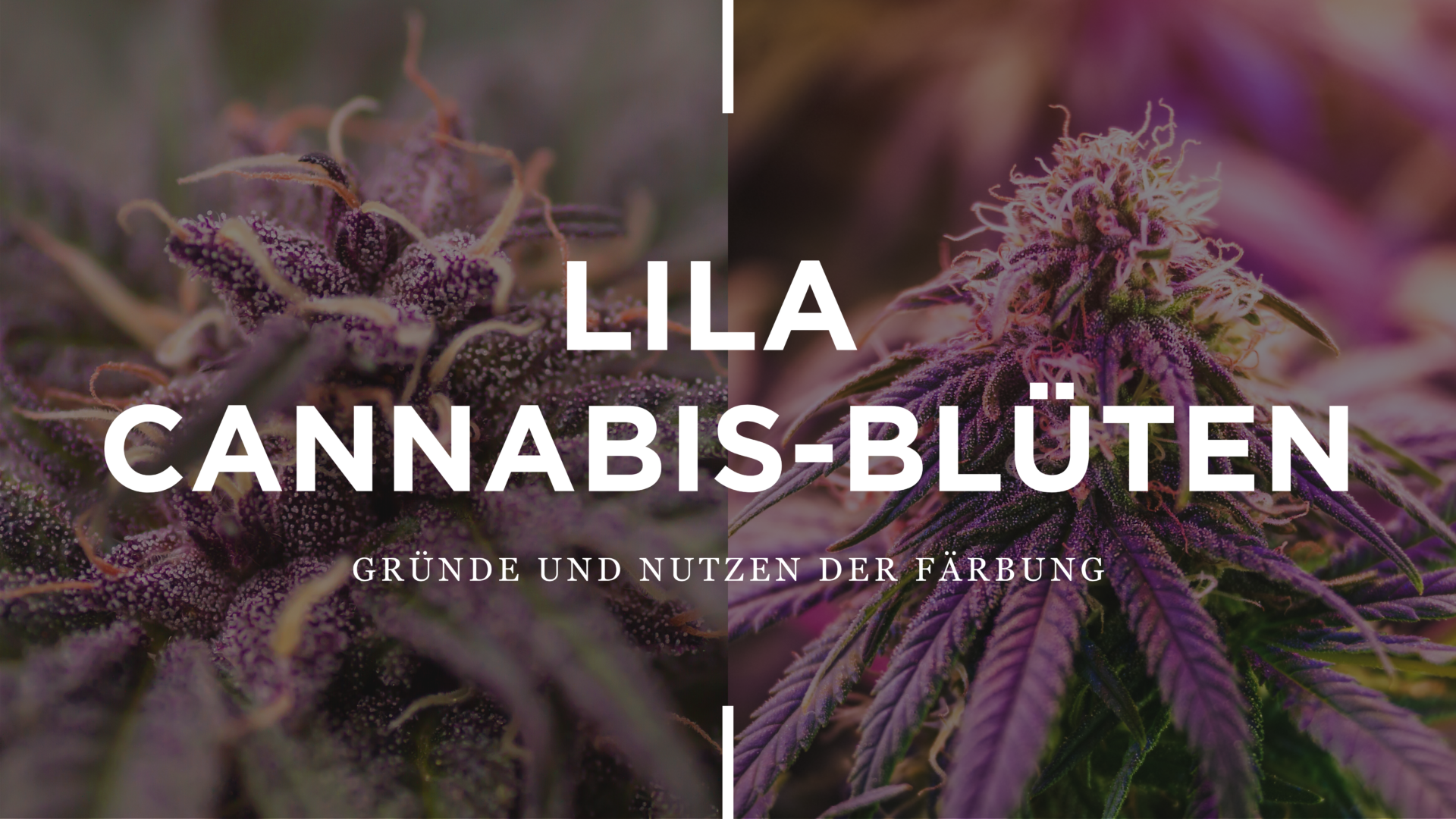 Lila Cannabis-Blüten: Gründe Und Nutzen Der Färbung