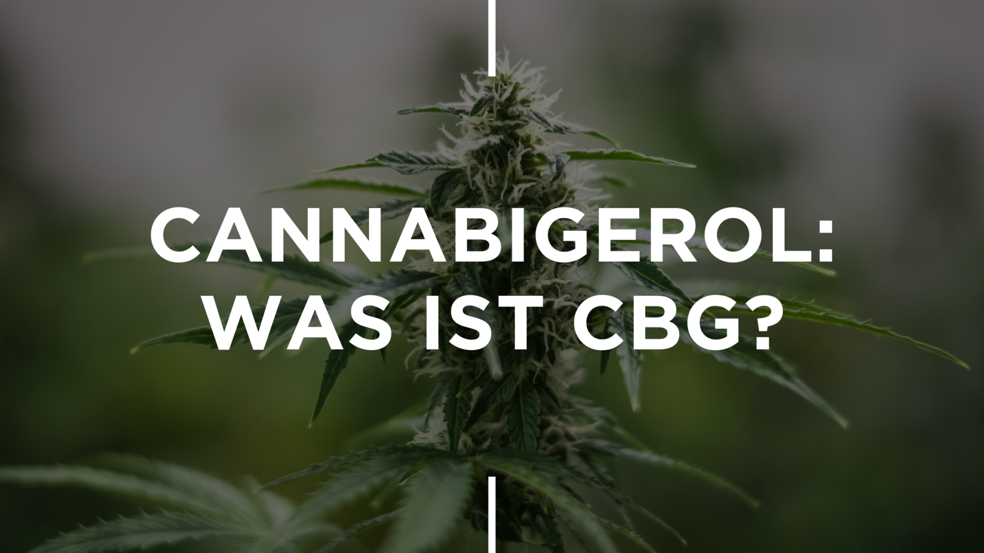 Cannabigerol: Was Ist CBG?